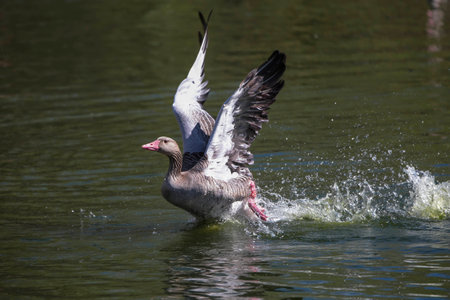 Graylag goose floating calmly on still watersの写真素材