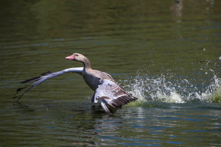Graylag goose floating calmly on still watersの写真素材