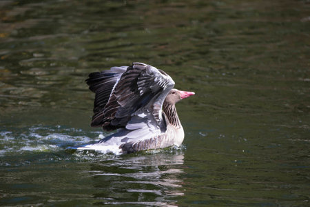 Graylag goose floating calmly on still watersの写真素材