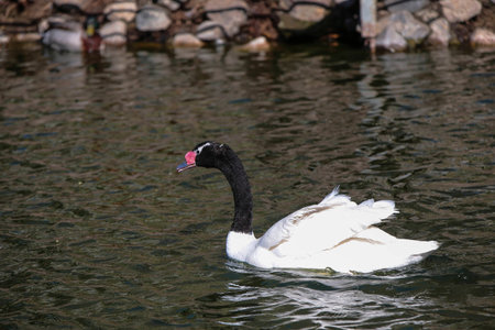 Swan in shimmering water at daytimeの写真素材