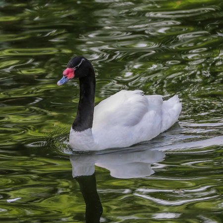 Black necked swan mirrored in the waterの写真素材