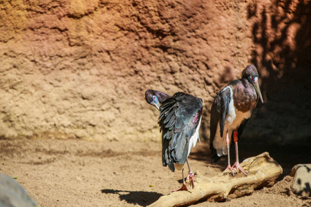 Stork Ciconia abdimii, Abdim's in wildlifeの写真素材