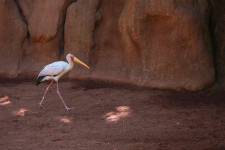 Yellow billed stork, (Mycteria ibis), South Africaの写真素材