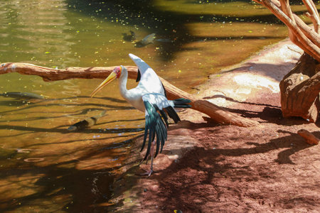 Yellow billed stork, (Mycteria ibis), South Africaの写真素材