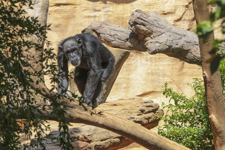 Relax Gorilla in the living nature