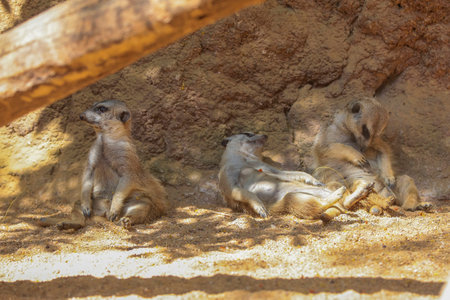 Meerkat or Suricate (Suricata suricatta) in wildlifeの写真素材