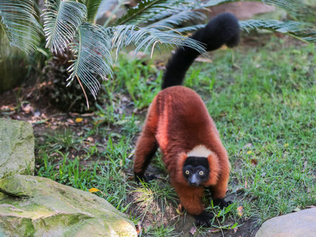 Red-bellied Lemur (Eulemur rubriventer) in zooの写真素材