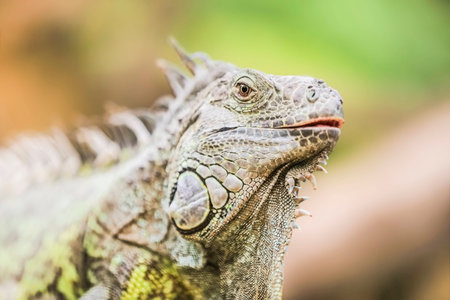 Iguana verde moves in natural habitat