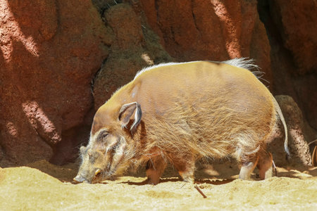 Wild boar walks on the sand and basking in the Sun.の写真素材
