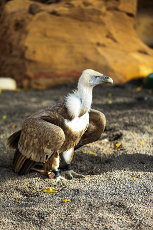 cape vulture sits on the groundの写真素材