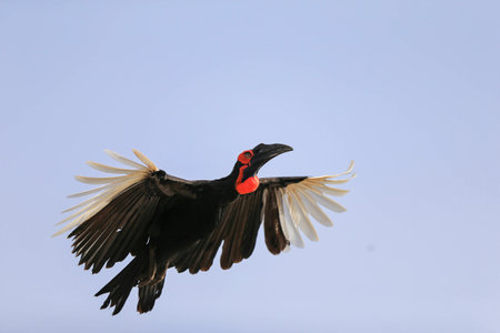 Southern Ground Hornbill (Bucorvus leadbeateri) flies having spread wingsの写真素材