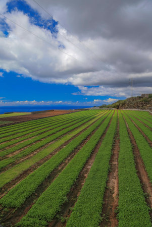Agricultural fields on the slopes of a volcano grows Tenerifeの写真素材