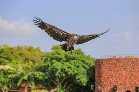Griffon vulture in flightの写真素材