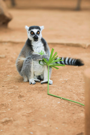 A Ring-tailed lemur sits  and looks around