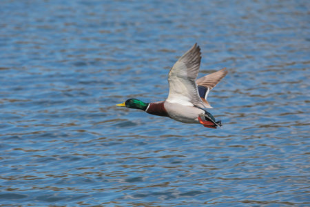 Wild duck in their natural habitat.