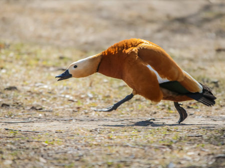 Wild duck in their natural habitat.の写真素材