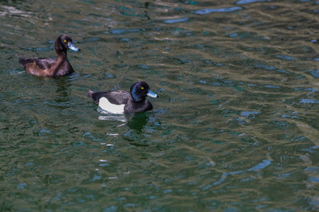 Wild duck in their natural habitat.の写真素材