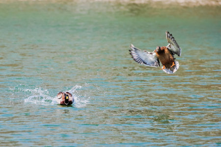 Wild duck in their natural habitat .の写真素材