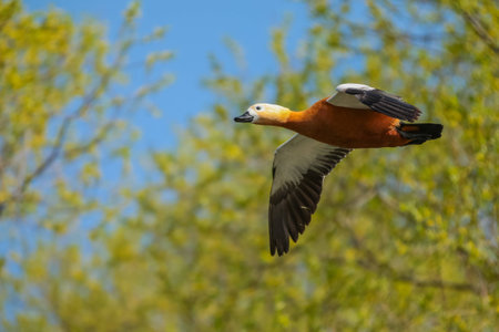 Wild duck flies over the water to home.の写真素材