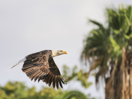 Portrait of a bald eagle in flight (lat. haliaeetus leucocephalus)Selective focus.の写真素材