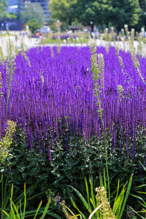 Lavender blooms in the Park selective focus in the foreground.の写真素材