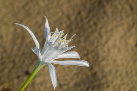 Dried grass in the sand on the beachの写真素材