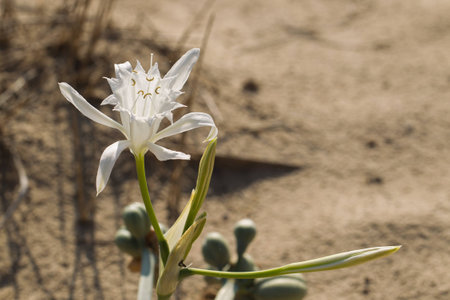 Dried grass in the sand on the beachの写真素材