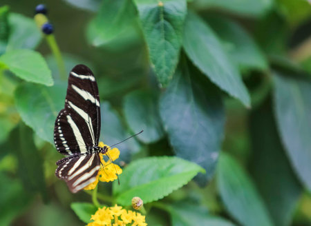 Chic Butterfly sits on colours. Natural green background with copy space.の写真素材