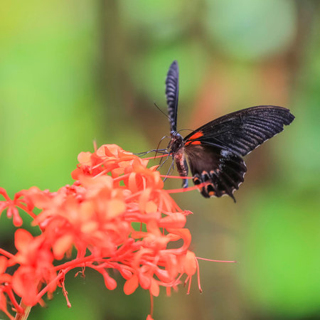 butterfly on a green background and the grassの写真素材