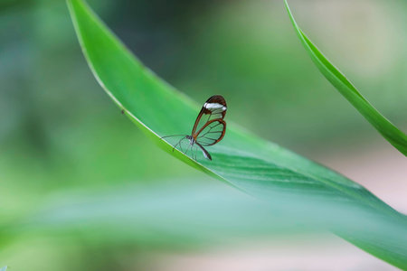butterfly on a green background and the grassの写真素材