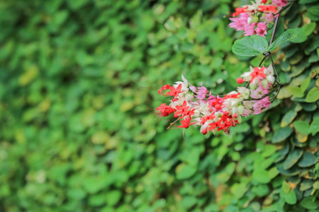 Pink flowers on a green background.の写真素材
