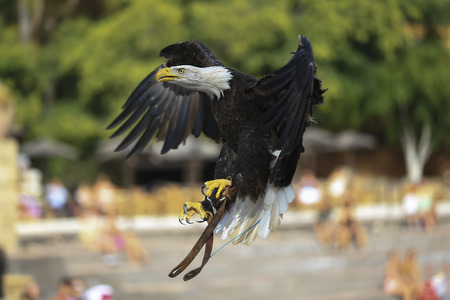 Bird in flight in the natural habitat of Wednesday during the summer.