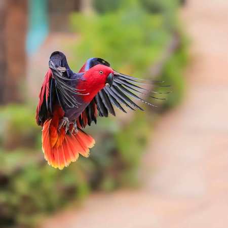 Wildlife, natural habitats in the wild. The summer period.の写真素材