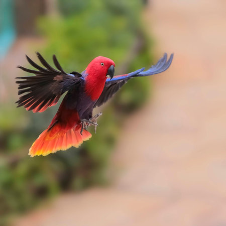 Wildlife, natural habitats in the wild. The summer period.の写真素材