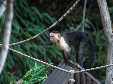 Wildlife, natural habitats in the wild. The summer period.の写真素材