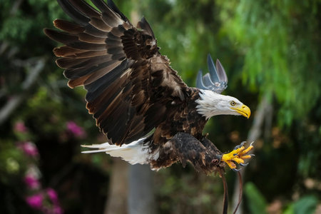 Wildlife, natural habitats in the wild. The summer period.の写真素材