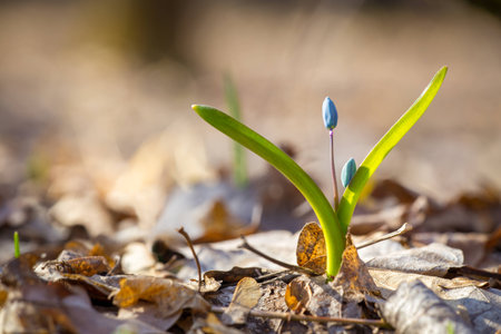 bluebell in the spring forestの写真素材