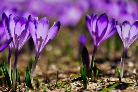 Beautiful purple crocus in spring sunshine.の写真素材