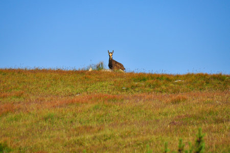 Herd of chamois with offsprings. The chamois (Rupicapra rupicapra) is a species of goat-antelope. Endangered species of high mountains zone. Summer weather. High Tatras, Slovakia. KrivÃ¡Å peak.の写真素材