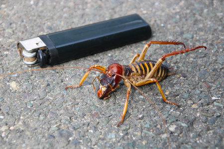 The giant weta is one of the biggest insects on Earth,easily dwarfing most bugs and even some small...