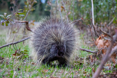 The North American porcupine is a large rodent in the New World porcupine family. The beaver is the only rodent in North America that is larger than the North American porcupineの写真素材