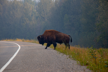 The American bison or simply bison, also commonly known as the American buffalo or simply buffalo, is a North American species of bison that once roamed North America in vast herds.の写真素材