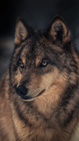 Pack is hierarchical,and each wolf has its own place in the group.The order of the pack is displayed...