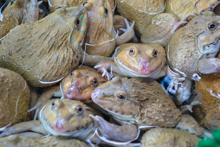 Thai food on the street is popular and sell well, not less than Pad Thai and Tom Yum Shrimp are various curries. Insect, fresh frogs, vegetables, fruits and much more.の写真素材