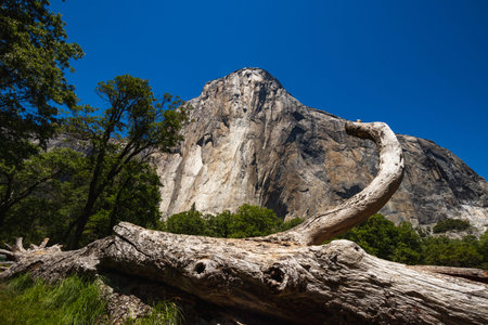 The iconic El Capitan from below during the sunny summer day. Yosemite Valley is located in...