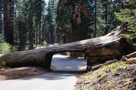 Tunnel Log is a well known touristic attraction in the Sequoia National Park in the U.S. state of California. Tourism in the USAの写真素材