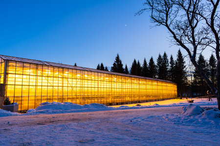 Thanks to the geothermal hot water Iceland is able to grow plants all year long even in the winter time when it is always dark and cold. Growing vegetables, fruits and flowers in Iceland.の写真素材