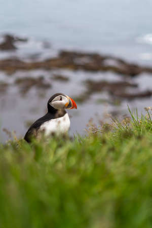 Puffins on the Latrabjarg cliffs, a promontory and the westernmost point in Iceland. Home to millions of puffins, gannets, guillemots and razorbills. West Fjords, Beautiful Icelandの写真素材