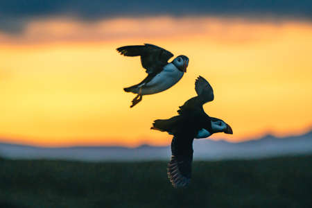 Atlantic puffin also know as common puffin is a species of seabird in the auk family. Iceland, Norway, Faroe Islands, Newfoundland and Labrador in Canada are known to be large colony of this puffin.の写真素材