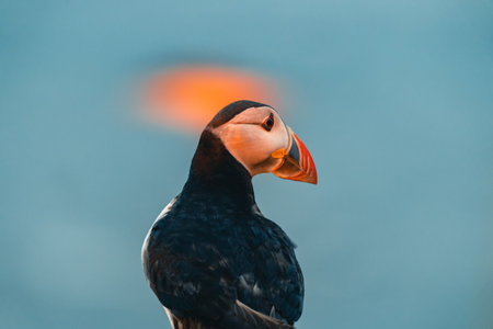Atlantic puffin also know as common puffin is a species of seabird in the auk family. Iceland, Norway, Faroe Islands, Newfoundland and Labrador in Canada are known to be large colony of this puffin.の写真素材